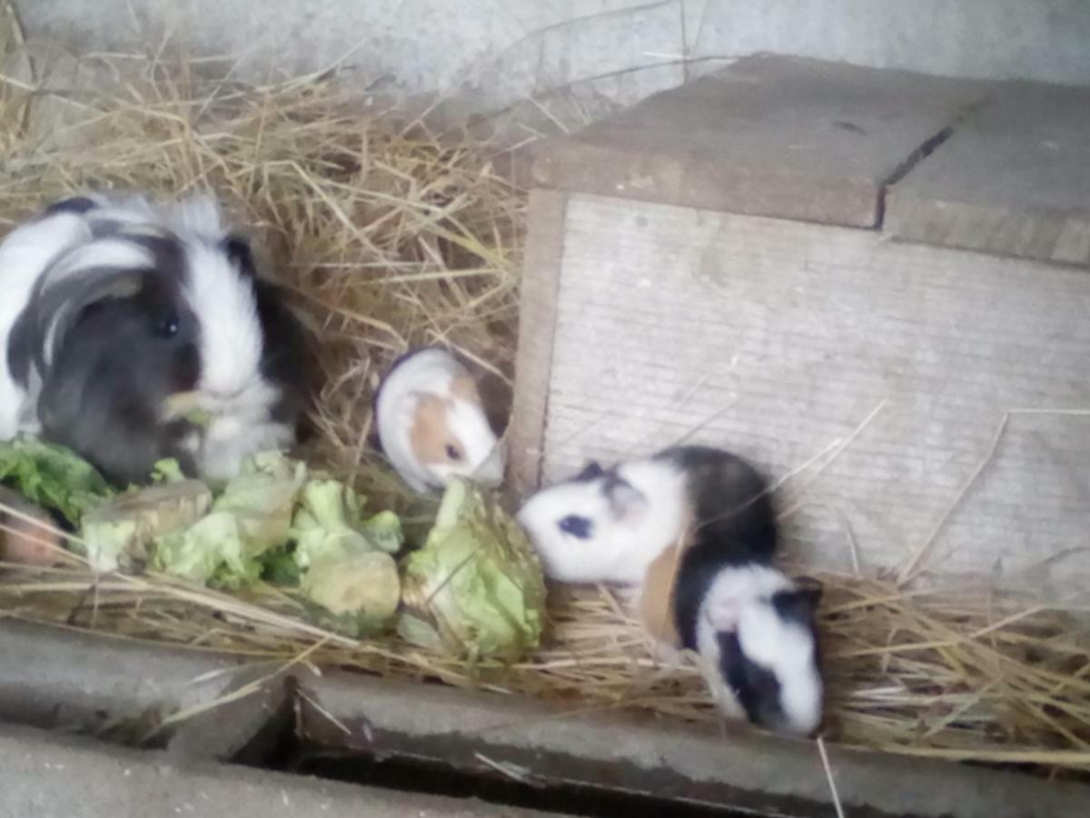 반느 La Ferme Du Vincin B&B 외부 사진